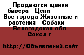 Продаются щенки бивера › Цена ­ 25 000 - Все города Животные и растения » Собаки   . Вологодская обл.,Сокол г.